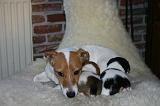 TETER - JACK RUSSEL 118